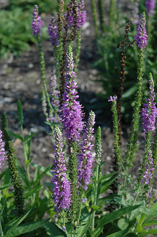 Atomic Lilac Speedwell (Veronica 'Atomic Lilac') at Alsip Home and Nursery