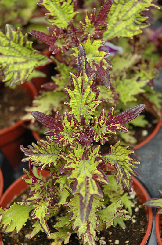 Stained Glassworks Witch Doctor Coleus (Solenostemon scutellarioides 'Witch Doctor') at Alsip Home and Nursery