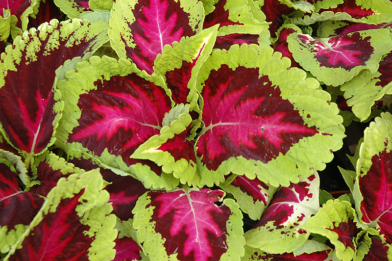 Kong Rose Coleus (Solenostemon scutellarioides 'Kong Rose') at Alsip Home and Nursery