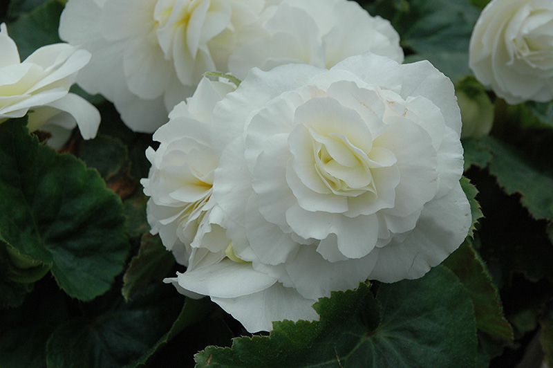 Nonstop White Begonia (Begonia 'Nonstop White') at Alsip Home and Nursery