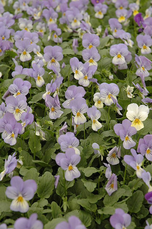 Sorbet Blueberry Cream Pansy (Viola 'Sorbet Blueberry Cream') at Alsip Home and Nursery