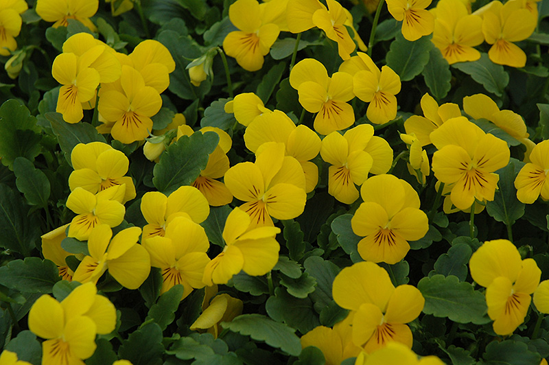 Sorbet XP Yellow Pansy (Viola 'Sorbet XP Yellow') at Alsip Home and Nursery