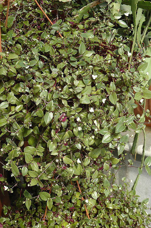 Bridal Veil Spiderwort (Tradescantia 'Bridal Veil') at Alsip Home and Nursery