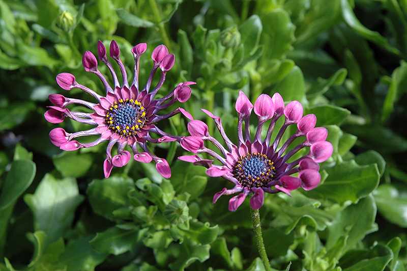 Serenity Lavender Bliss African Daisy (Osteospermum 'Serenity Lavender Bliss') at Alsip Home and Nursery