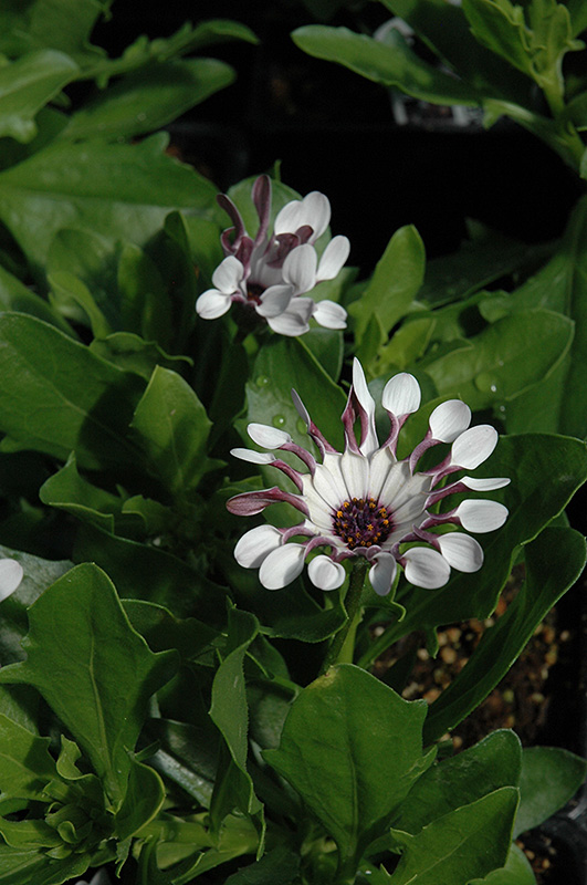 Serenity White Bliss African Daisy (Osteospermum 'Serenity White Bliss') at Alsip Home and Nursery