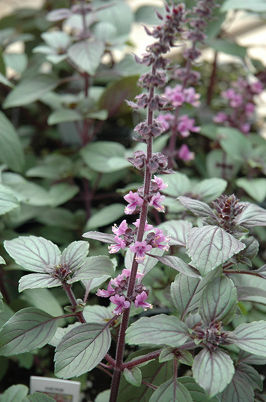 African Blue Basil (Ocimum 'African Blue') at Alsip Home and Nursery