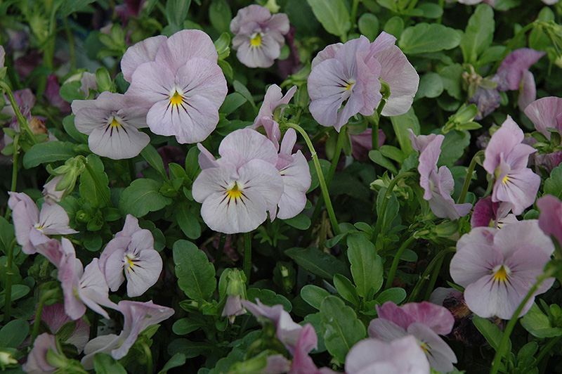 Sorbet Lilac Ice Pansy (Viola 'Sorbet Lilac Ice') at Alsip Home and Nursery