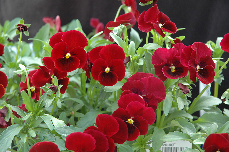 Red Selection Pansy (Viola cornuta 'Red Selection') at Alsip Home and Nursery