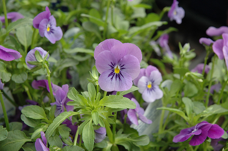 Blue Selection Pansy (Viola cornuta 'Blue Selection') at Alsip Home and Nursery