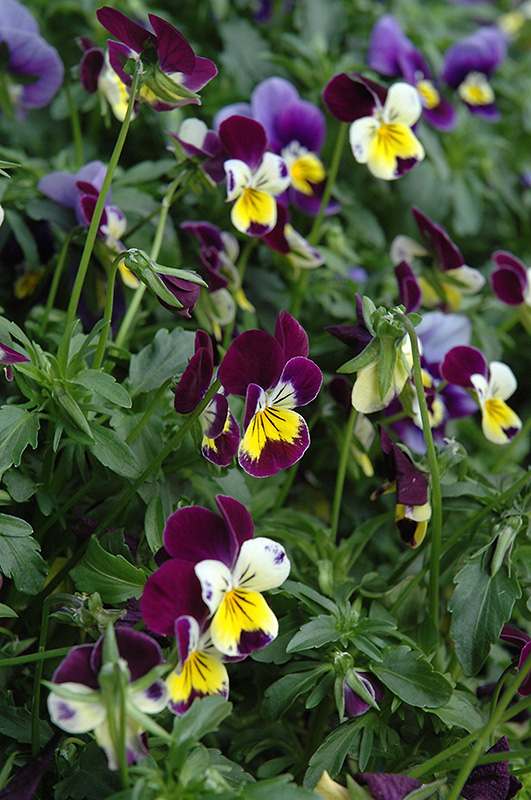 Helen Mount Pansy (Viola tricolor 'Helen Mount') at Alsip Home and Nursery