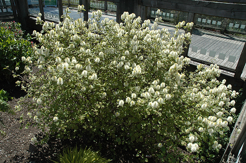 Mt. Airy Fothergilla (Fothergilla major 'Mt. Airy') at Alsip Home and Nursery