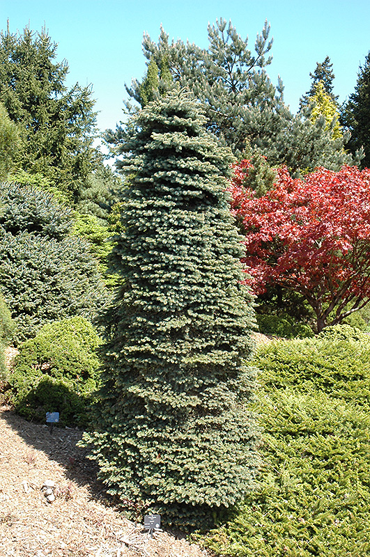 Dwarf Blue Spruce (Picea pungens 'Nana') at Alsip Home and Nursery