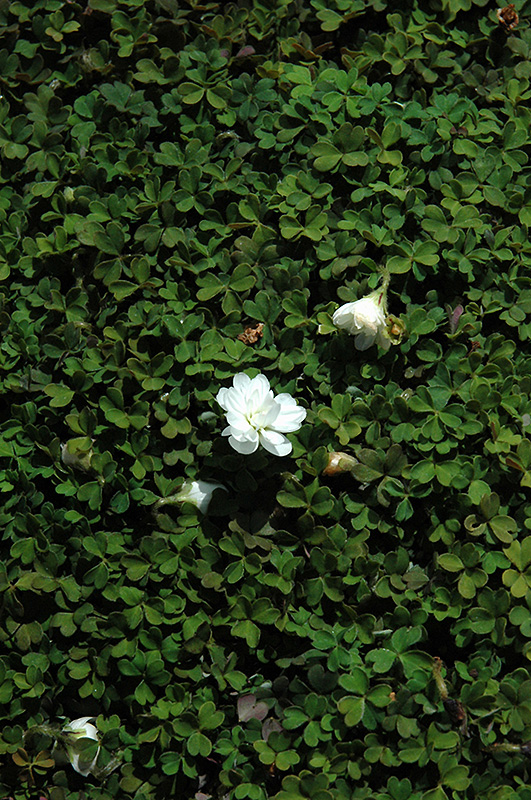 Nelson Wood Sorrel (Oxalis magellanica 'Nelson') at Alsip Home and Nursery
