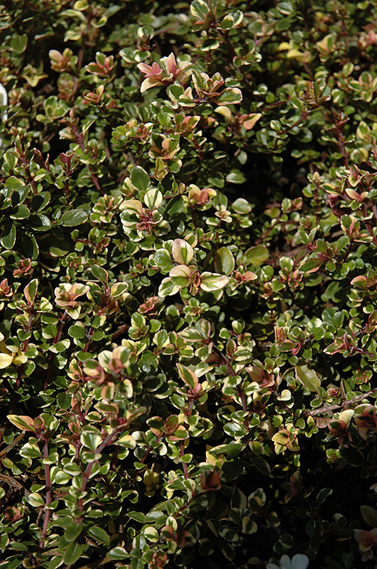 Variegated Broadleaf Thyme (Thymus pulegioides 'Foxley') at Alsip Home and Nursery