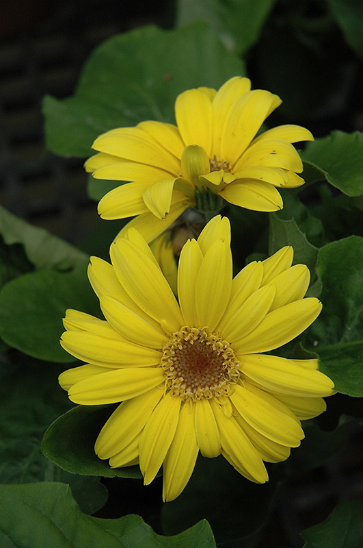 Yellow Gerbera Daisy (Gerbera 'Yellow') at Alsip Home and Nursery