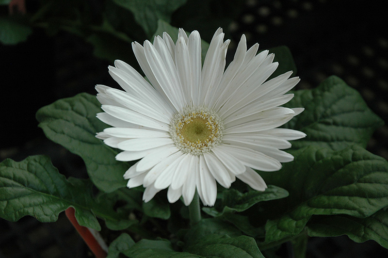White Gerbera Daisy (Gerbera 'White') at Alsip Home and Nursery