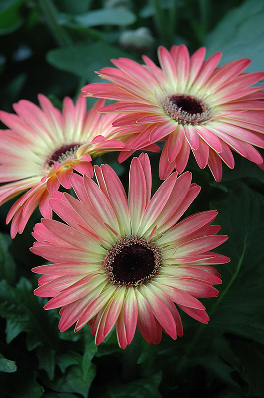 Pink and Yellow Gerbera Daisy (Gerbera 'Pink and Yellow') at Alsip Home and Nursery