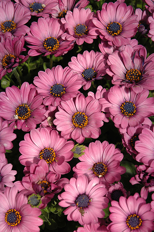 Astra Pink African Daisy (Osteospermum 'Astra Pink') at Alsip Home and Nursery