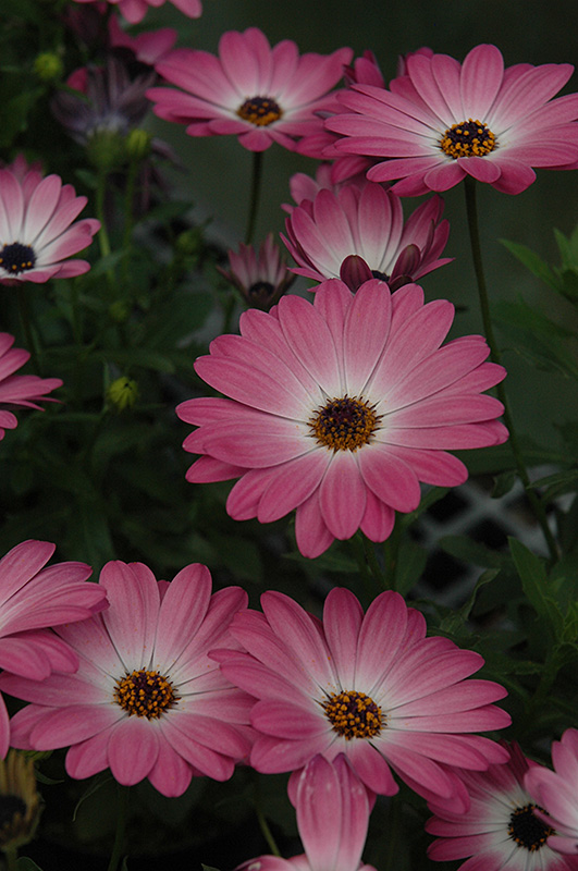 Summertime Pink Charme African Daisy (Osteospermum 'Summertime Pink Charme') at Alsip Home and Nursery