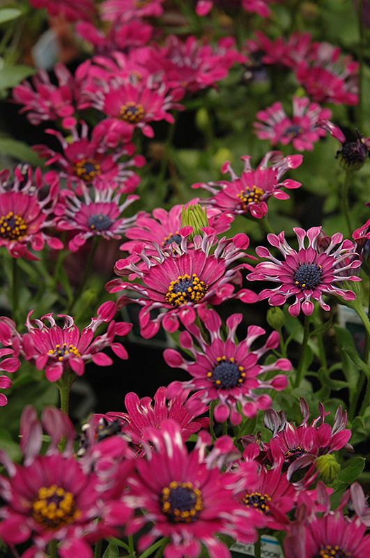 Astra Purple Spoon African Daisy (Osteospermum 'Astra Purple Spoon') at Alsip Home and Nursery