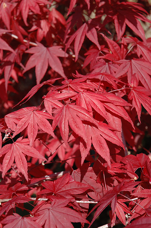 Emperor I Japanese Maple (Acer palmatum 'Wolff') at Alsip Home and Nursery