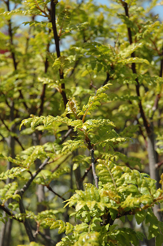Japanese Pepper Tree (Zanthoxylum piperitum) at Alsip Home and Nursery