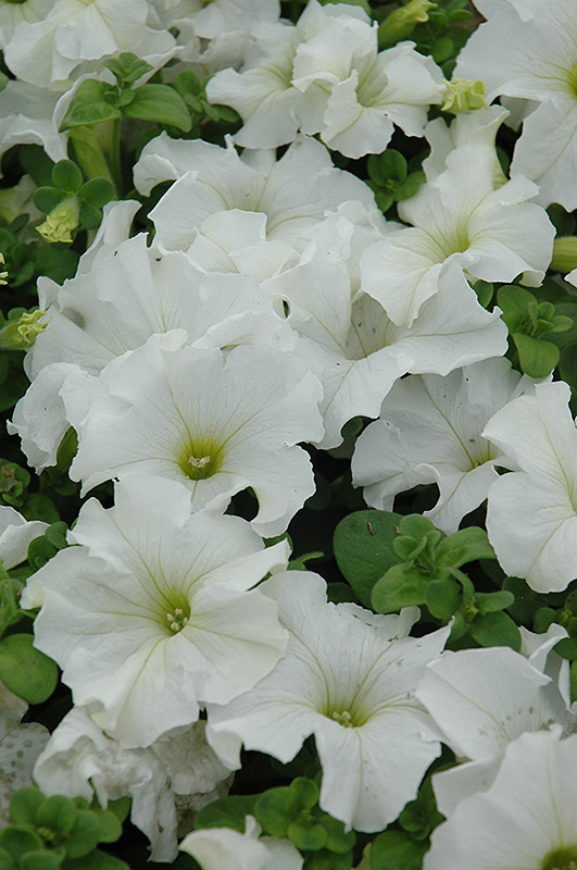 Dreams White Petunia (Petunia 'Dreams White') at Alsip Home and Nursery