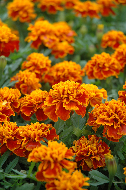 Little Hero Flame Marigold (Tagetes patula 'Little Hero Flame') at Alsip Home and Nursery