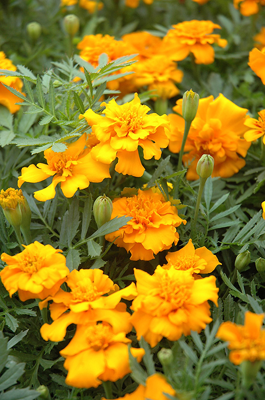 Little Hero Gold Marigold (Tagetes patula 'Little Hero Gold') at Alsip Home and Nursery