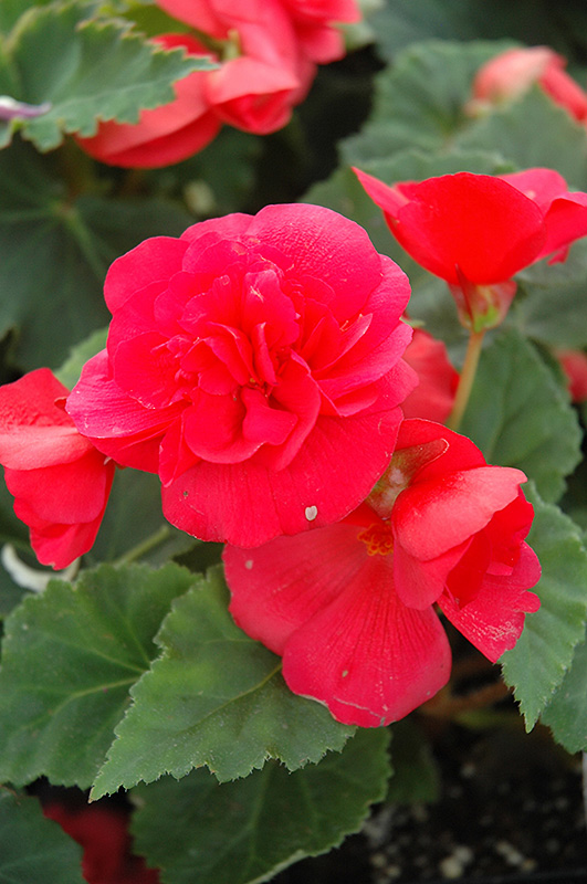 Nonstop Rose Pink Begonia (Begonia 'Nonstop Rose Pink') at Alsip Home and Nursery