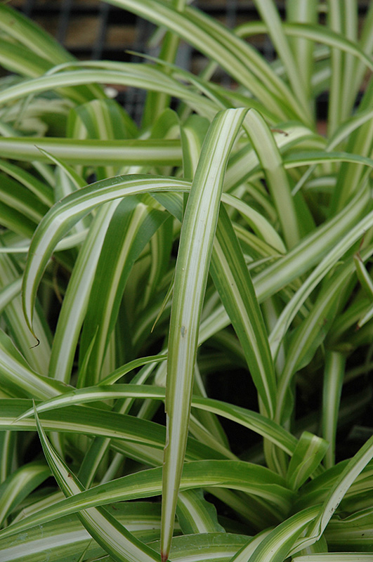 Spider Plant (Chlorophytum comosum) at Alsip Home and Nursery