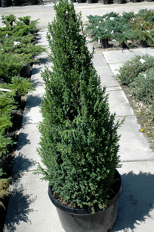 Sentinel Juniper (Juniperus communis 'Sentinel') at Alsip Home and Nursery