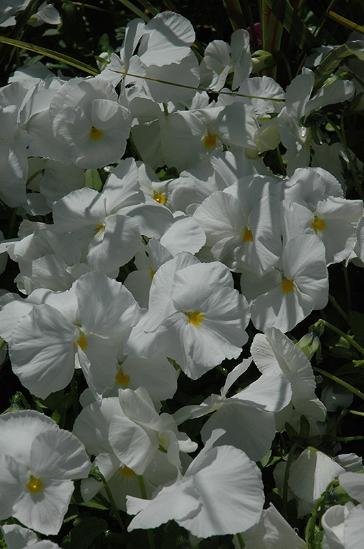 Mariposa White Pansy (Viola 'Mariposa White') at Alsip Home and Nursery