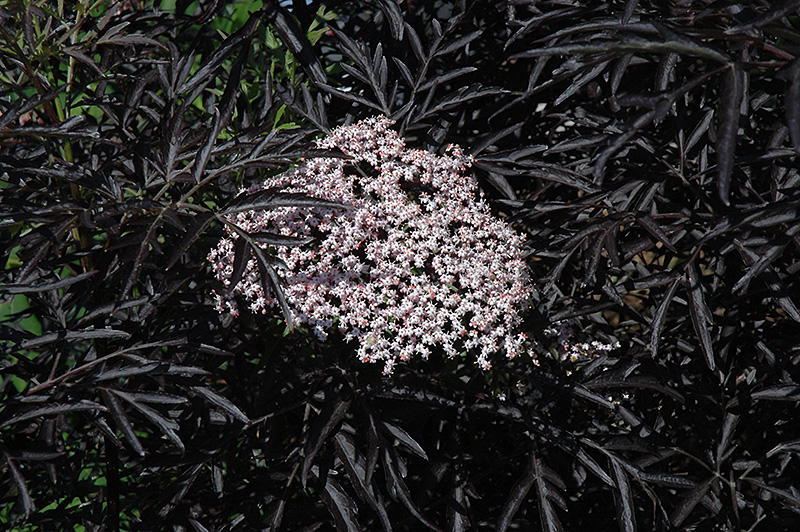 Black Lace Elder (Sambucus nigra 'Eva') at Alsip Home and Nursery