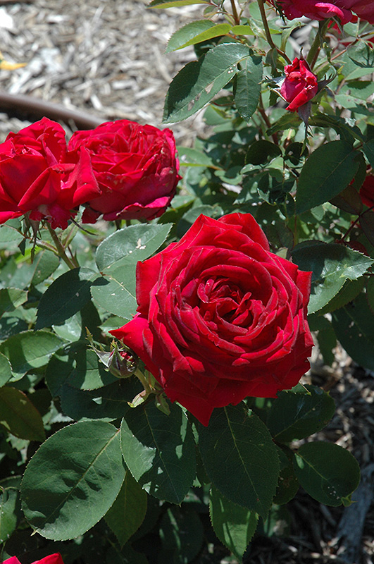 Kashmir Rose (Rosa 'Kashmir') at Alsip Home and Nursery