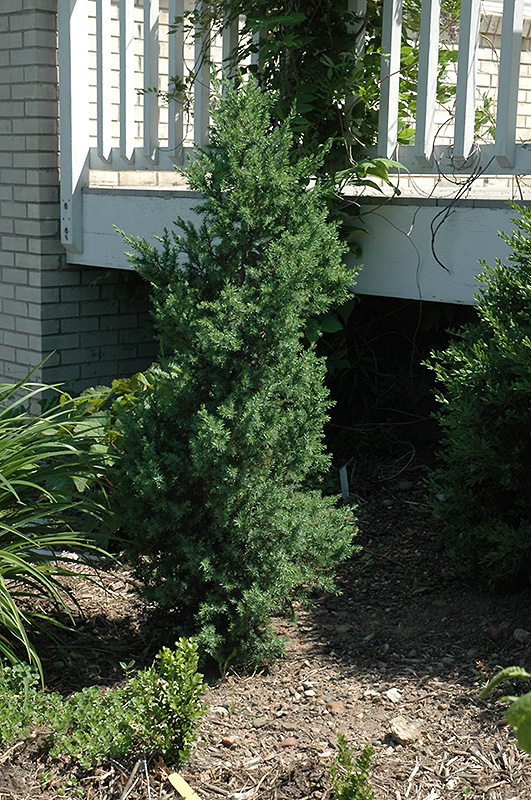 Citation Yew (Taxus x media 'Citation') at Alsip Home and Nursery