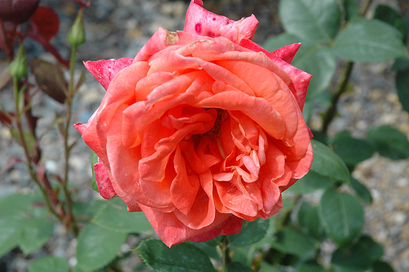 Cary Grant Rose (Rosa 'Meimainger') in Frankfort Chicago St Johns ...