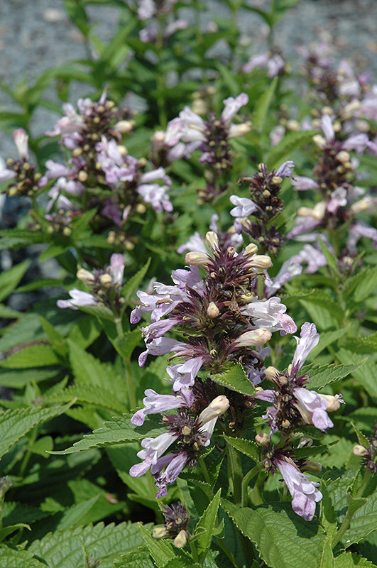 Candy Cat Catmint (Nepeta subsessilis 'Candy Cat') at Alsip Home and Nursery