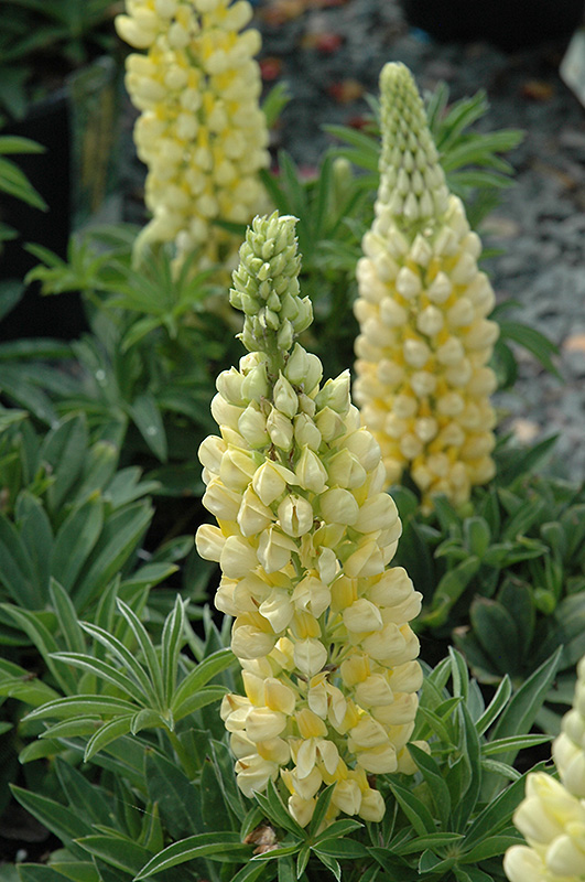 Gallery Yellow Lupine (Lupinus 'Gallery Yellow') at Alsip Home and Nursery