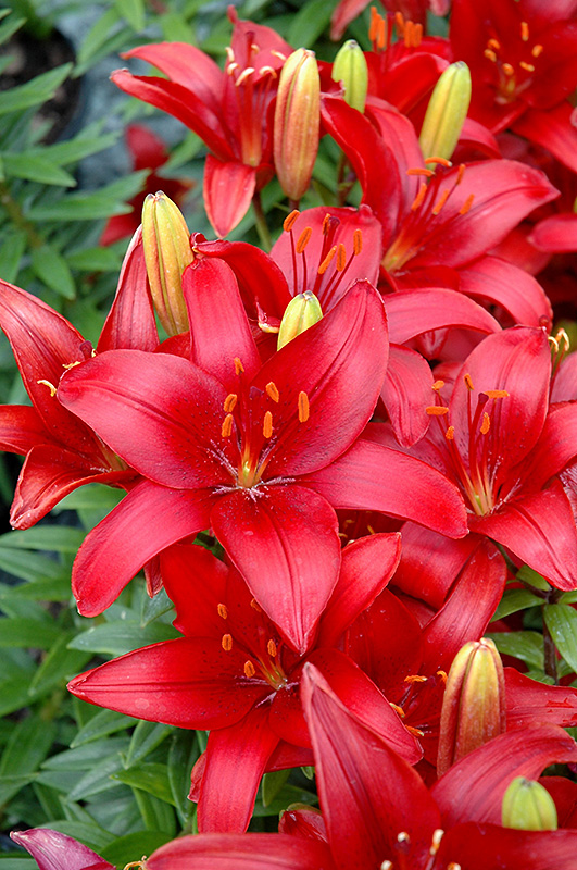 Lily Looks Tiny Hope Lily (Lilium 'Tiny Hope') at Alsip Home and Nursery