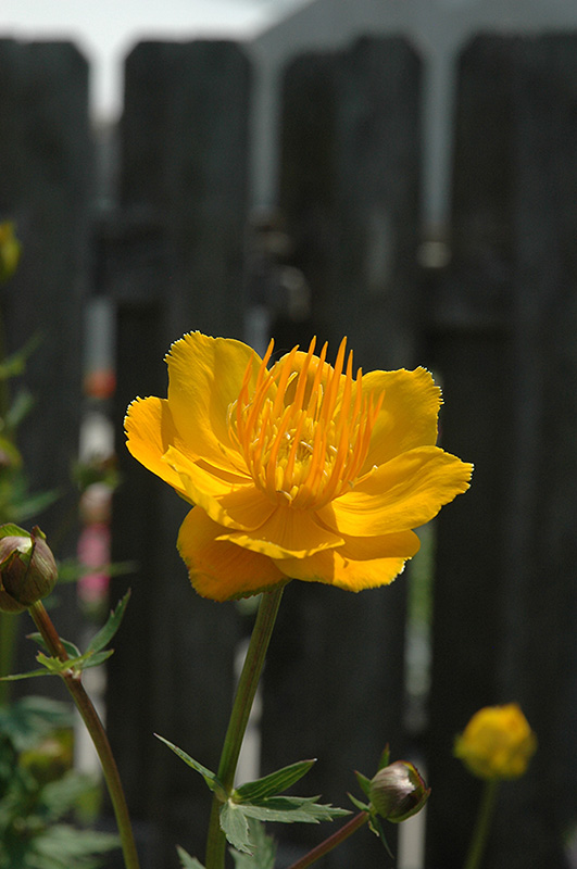 Orange Princess Globeflower (Trollius x cultorum 'Orange Princess') at Alsip Home and Nursery