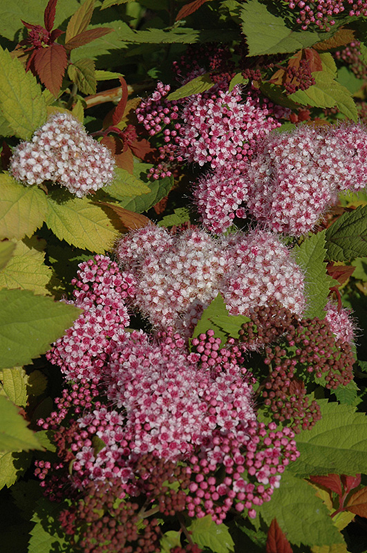 Double Play Big Bang Spirea (Spiraea 'Tracy') at Alsip Home and Nursery