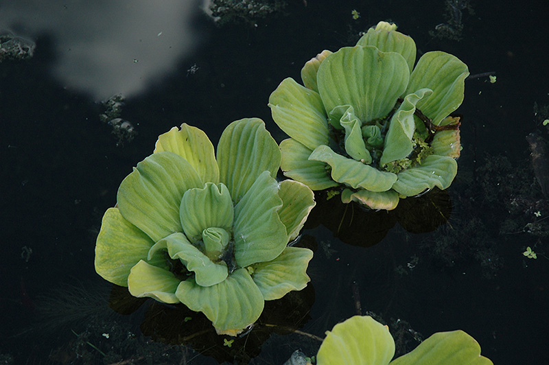 Water Lettuce (Pistia stratiotes) at Alsip Home and Nursery