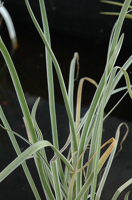 Variegated Society Garlic (Tulbaghia violacea 'Variegata') at Alsip Home and Nursery