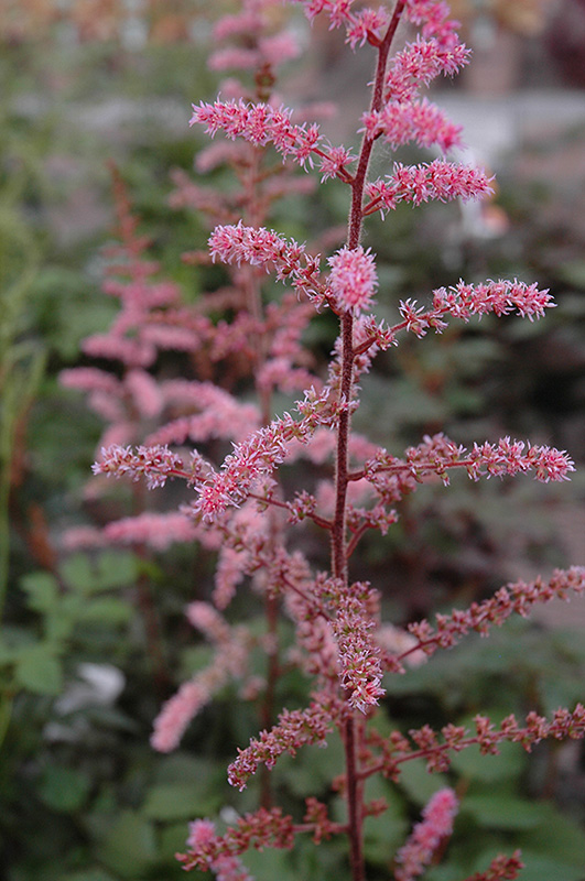 Color Flash Astilbe (Astilbe x arendsii 'Color Flash') at Alsip Home and Nursery