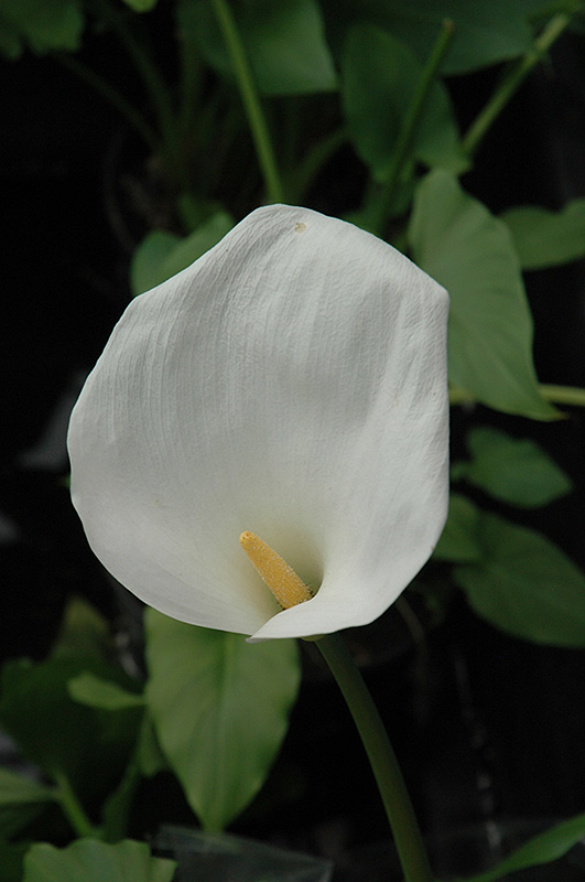 Calla Lily (Zantedeschia aethiopica) at Alsip Home and Nursery