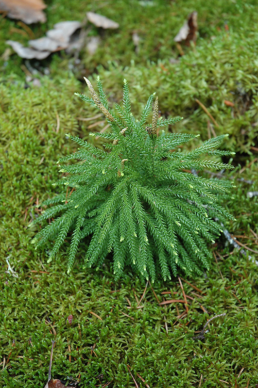 American Climacium Moss (Climacium americanum) in Frankfort Chicago St ...