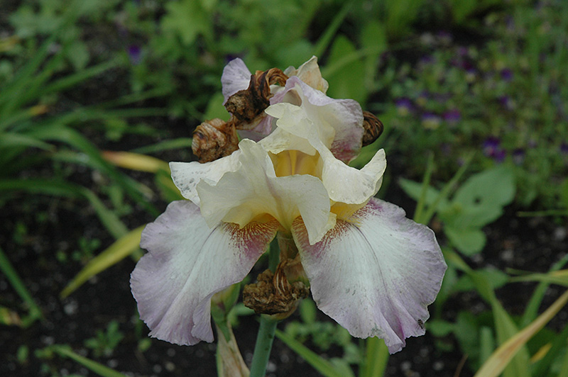 Fiction Iris (Iris 'Fiction') in Frankfort Chicago St Johns Tinley