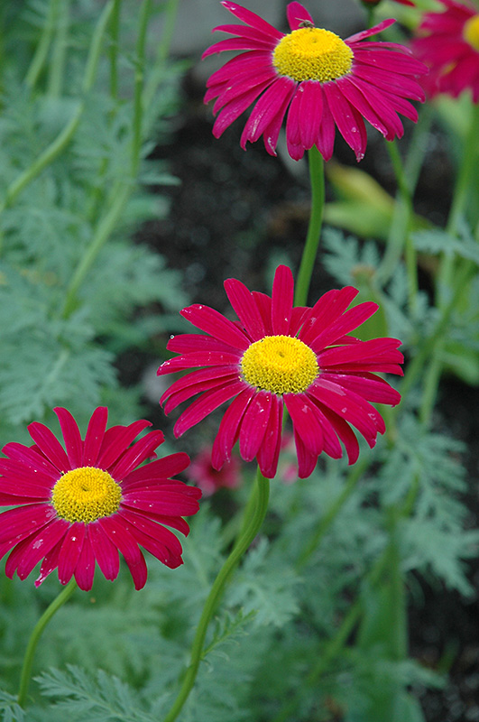 Robinson's Red Painted Daisy (Tanacetum coccineum 'Robinson's Red') at Alsip Home and Nursery