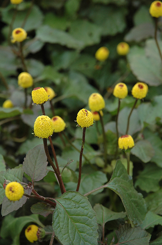 Para Cress (Spilanthes oleracea) at Alsip Home and Nursery